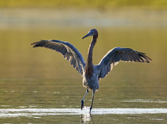 Egretta rufescens