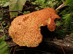 Suillus spraguei