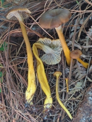 Craterellus