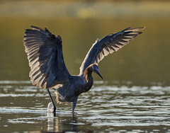 Egretta rufescens