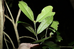 Baloghia inophylla