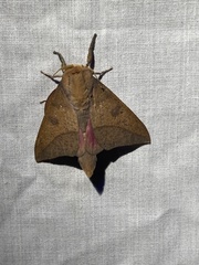 Adeloneivaia