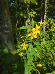 Helianthus microcephalus
