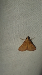 Endotricha pyrosalis