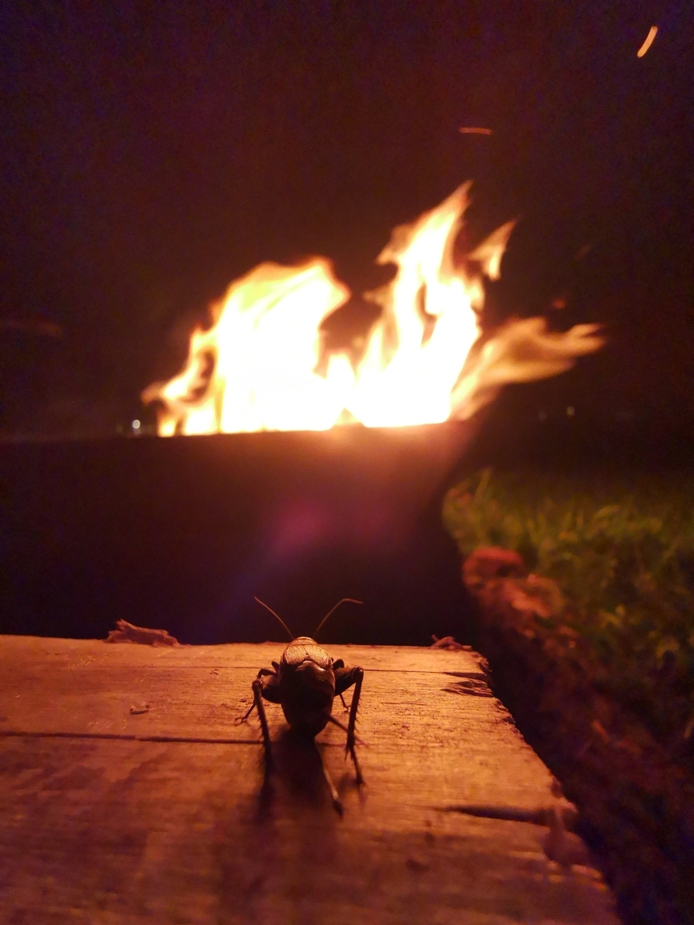 Fall field cricket (Gryllus pennsylvanicus)
