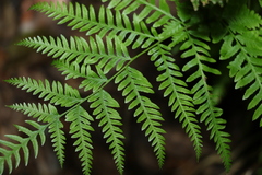 Pteris tremula