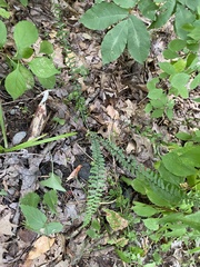 Asplenium platyneuron