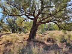 Eucalyptus melliodora