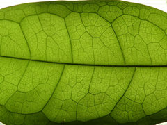 Pycnarrhena novoguineensis