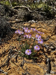Olearia ciliata