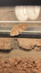 Zanclognatha jacchusalis