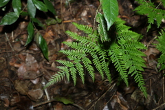 Pteris tremula