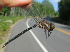 Aeshna tuberculifera