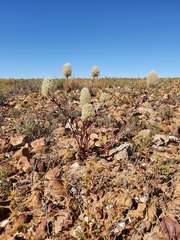 Ptilotus nobilis