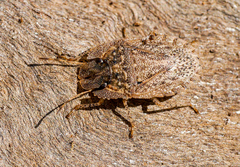 Cephaloplatus