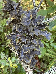 Pseudocyphellaria holarctica