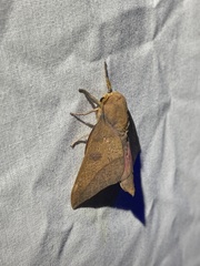 Adeloneivaia