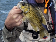 Ambloplites rupestris