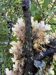 Pseudocyphellaria holarctica