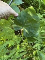 Vitis aestivalis