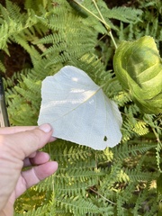 Vitis aestivalis