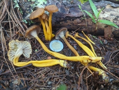 Craterellus ignicolor