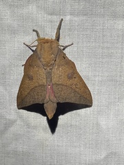 Adeloneivaia