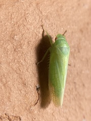 Gyponana