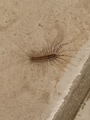 Scutigera coleoptrata