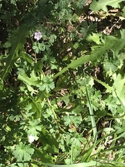 Geranium gardneri