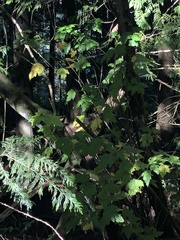 Acer glabrum