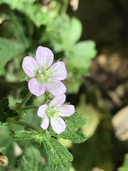 Geranium gardneri