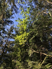 Acer glabrum