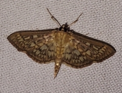Herpetogramma pertextalis