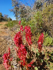 Rumex vesicarius