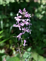 Iodanthus pinnatifidus