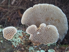 Polyporaceae
