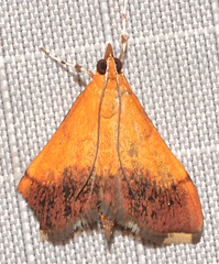 Pyrausta bicoloralis