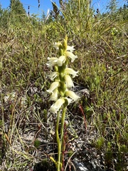 Spiranthes ochroleuca