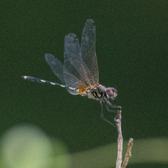 Trithemis pallidinervis