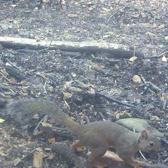 Sciurus lis
