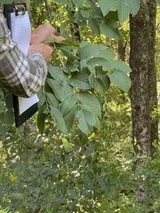 Fraxinus americana