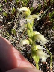 Spiranthes ochroleuca