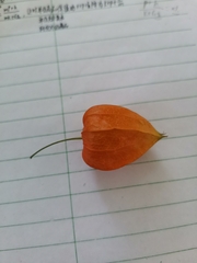 Alkekengi officinarum