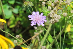 Sixalix atropurpurea