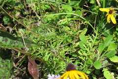 Sixalix atropurpurea