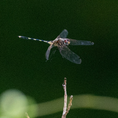 Trithemis pallidinervis