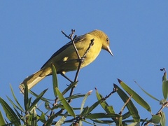 Icterus spurius