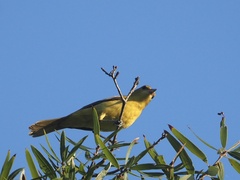 Icterus spurius