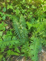 Homalosorus pycnocarpos